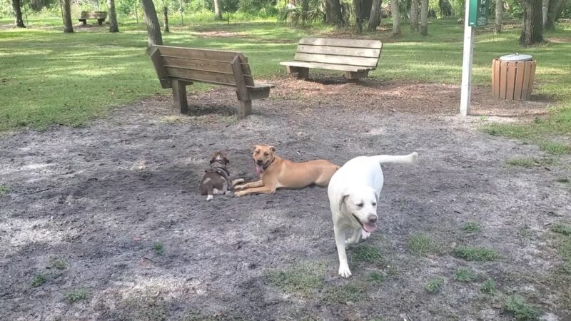 Woodmere Dog Park - Venice, FL
