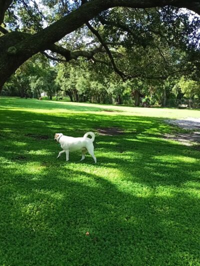 Woodmere Dog Park - Venice, FL