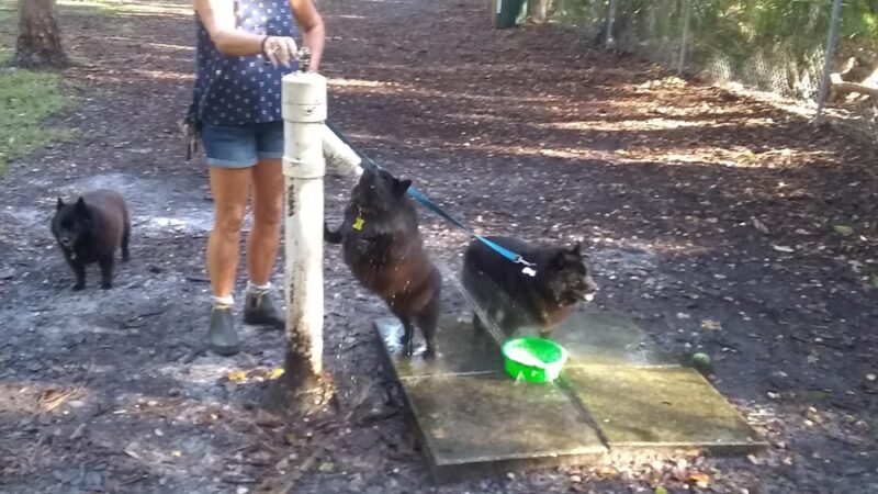 Woodmere Dog Park - Venice, FL