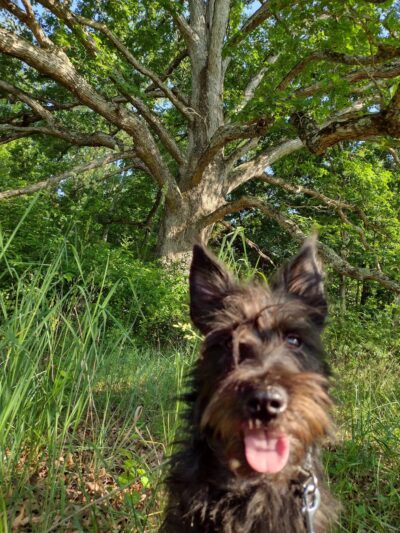 The Trails at Mill Place - Verona, VA