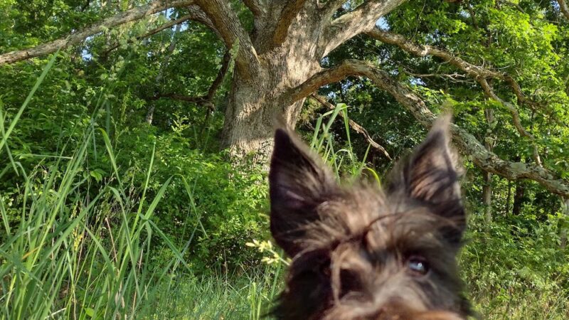 The Trails at Mill Place - Verona, VA