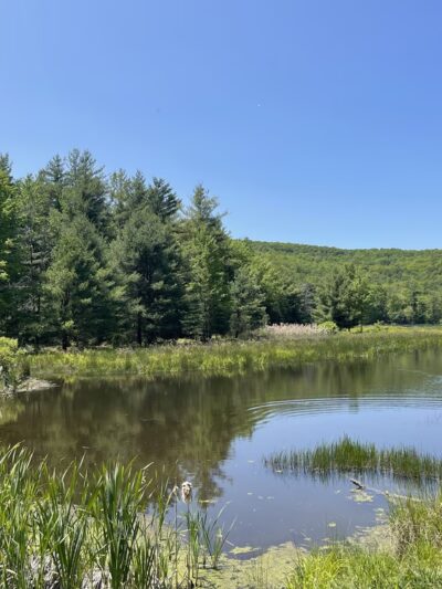 Binghamton University Nature Preserve - Vestal, NY