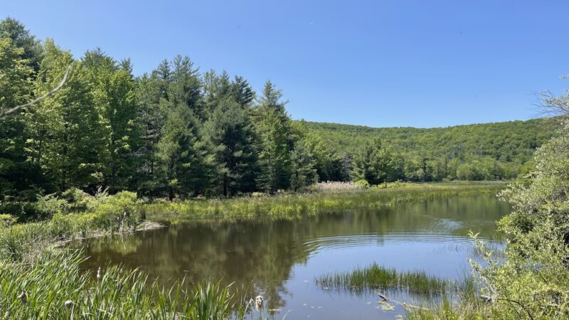 Binghamton University Nature Preserve - Vestal, NY