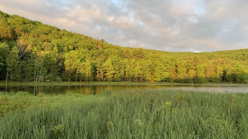 Binghamton University Nature Preserve - Vestal, NY