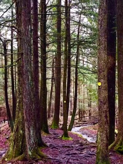 Jones Park - Vestal, NY