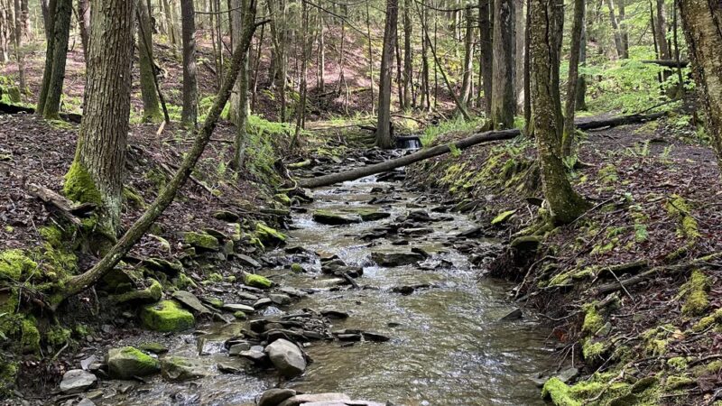 Jones Park - Vestal, NY