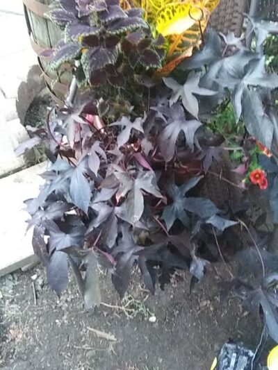 Stewart's Trailer Park - Vestal, NY