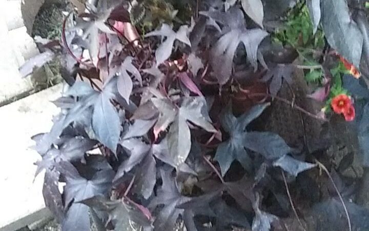 Stewart's Trailer Park - Vestal, NY