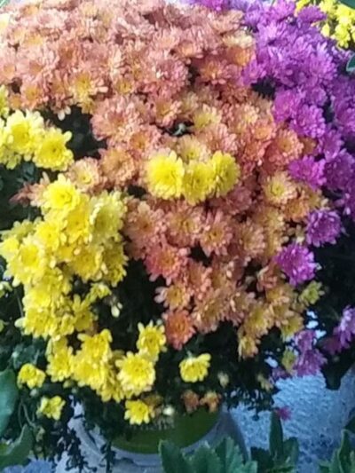 Stewart's Trailer Park - Vestal, NY