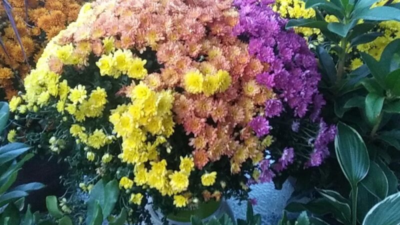 Stewart's Trailer Park - Vestal, NY