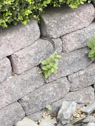Vestal Rail Trail - Vestal, NY