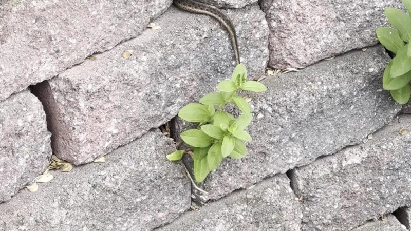 Vestal Rail Trail - Vestal, NY