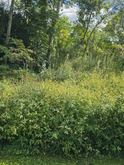 Vestal Rail Trail - Vestal, NY