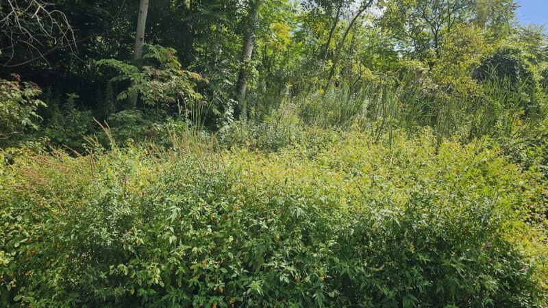 Vestal Rail Trail - Vestal, NY