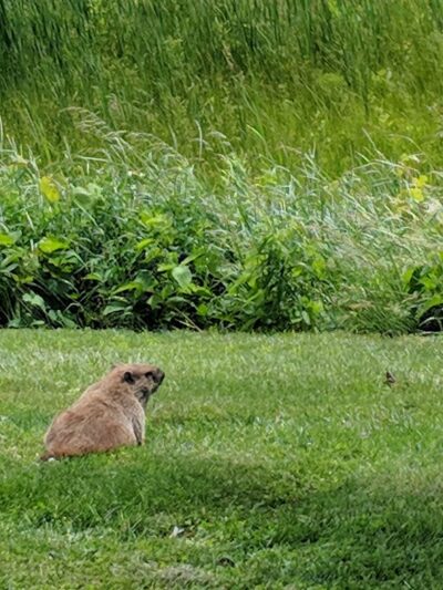 Vestal Rail Trail - Vestal, NY