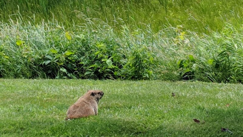 Vestal Rail Trail - Vestal, NY