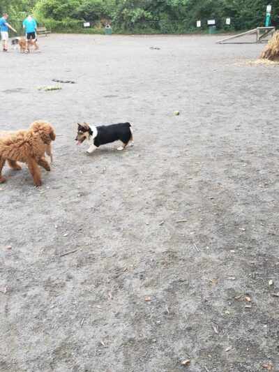 Moorefield Park - Vienna, VA