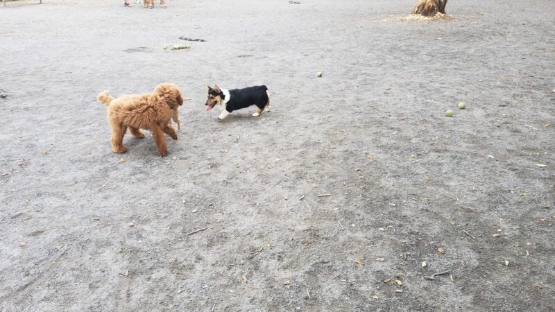 Moorefield Park - Vienna, VA