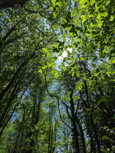 Moorefield Park - Vienna, VA