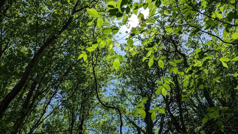 Moorefield Park - Vienna, VA