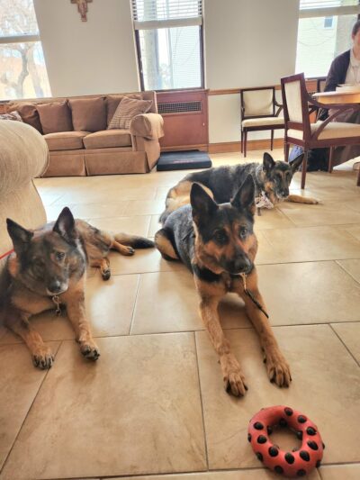 Canine Connections - Villa Park, IL