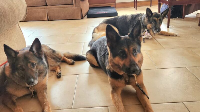 Canine Connections - Villa Park, IL