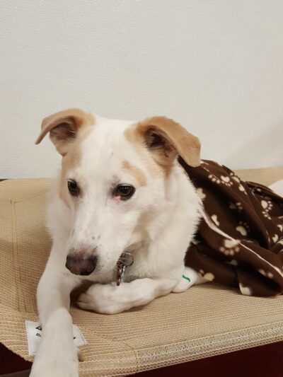 Canine Connections - Villa Park, IL