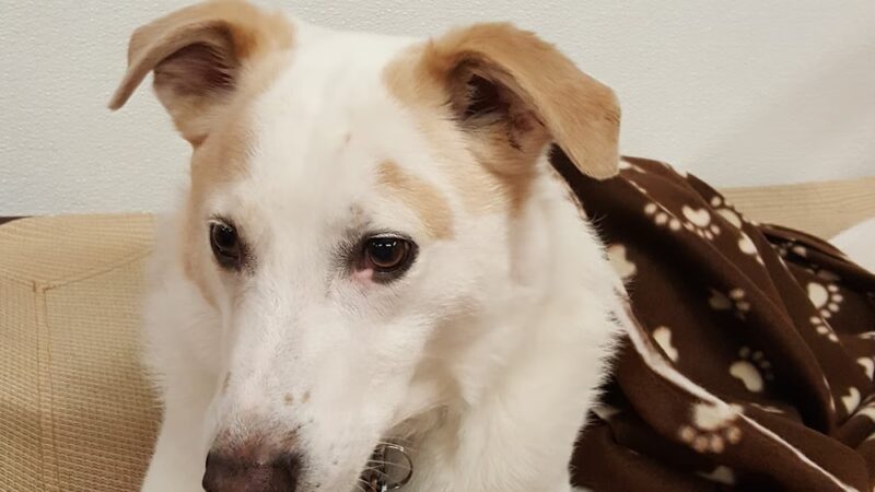 Canine Connections - Villa Park, IL