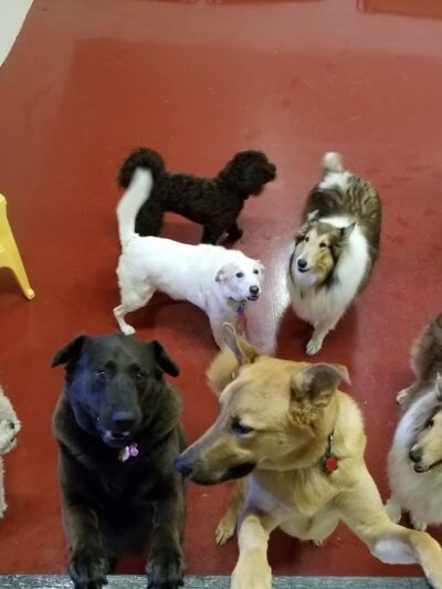 Canine Connections - Villa Park, IL