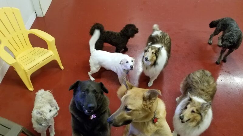 Canine Connections - Villa Park, IL