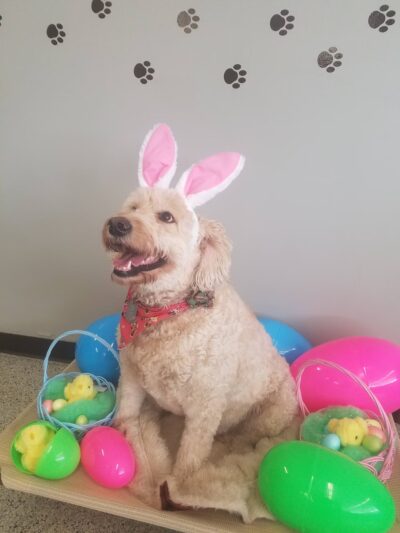 Canine Connections - Villa Park, IL