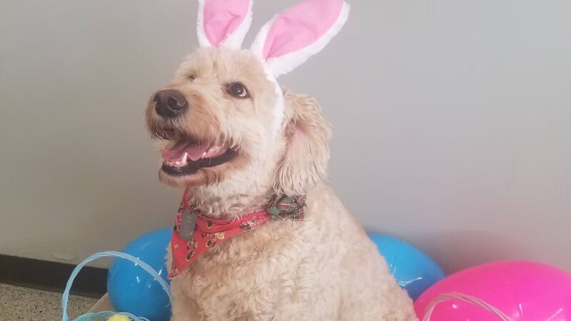 Canine Connections - Villa Park, IL