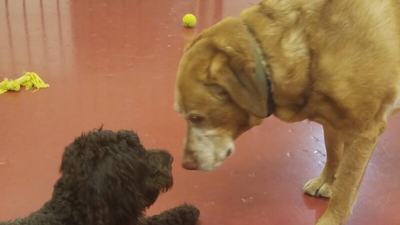 Canine Connections - Villa Park, IL