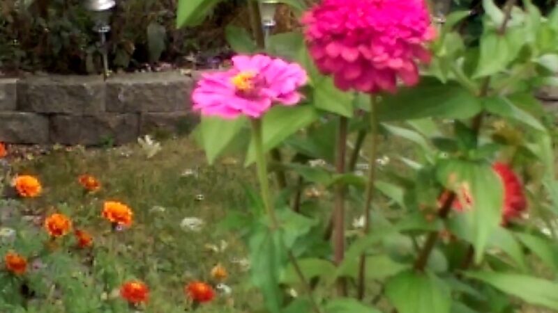 North Terrace Park - Villa Park, IL