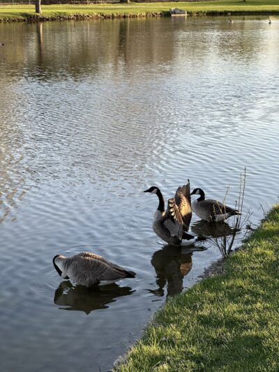 North Terrace Park - Villa Park, IL