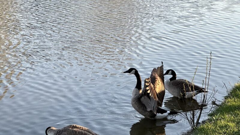 North Terrace Park - Villa Park, IL