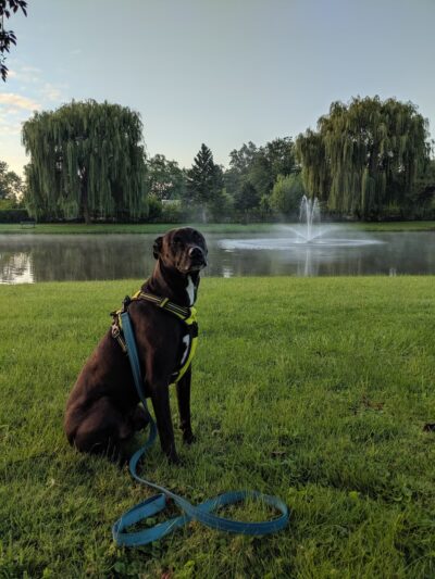 North Terrace Park - Villa Park, IL