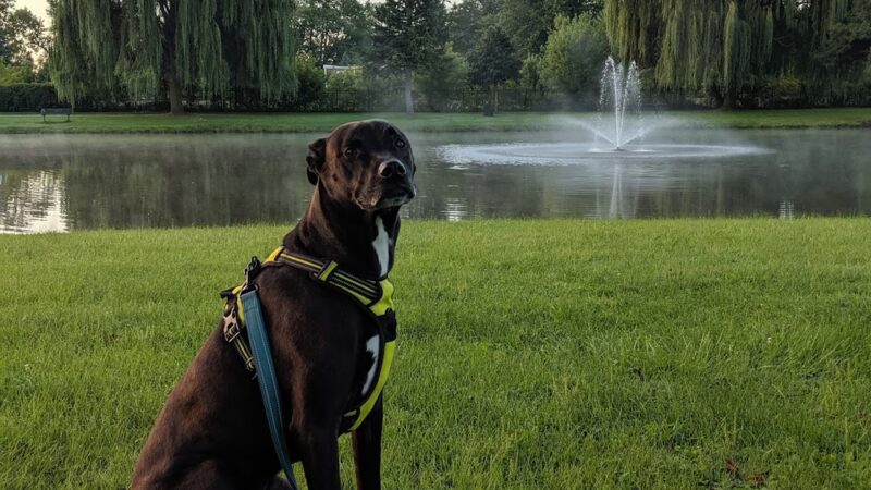 North Terrace Park - Villa Park, IL