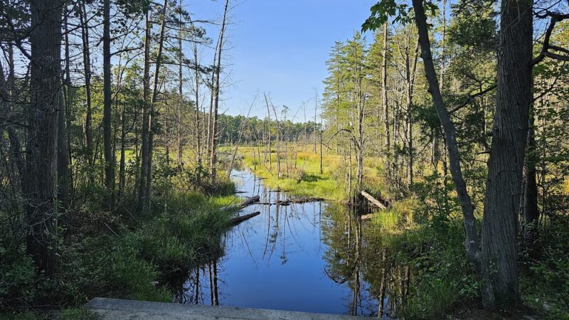 Pakim Pond - Vincentown, NJ