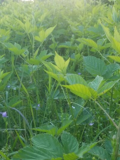 Green Run Neighborhood Park - Virginia Beach, VA