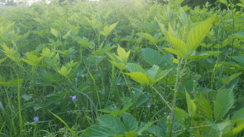 Green Run Neighborhood Park - Virginia Beach, VA
