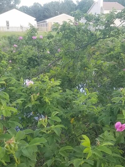 Green Run Neighborhood Park - Virginia Beach, VA