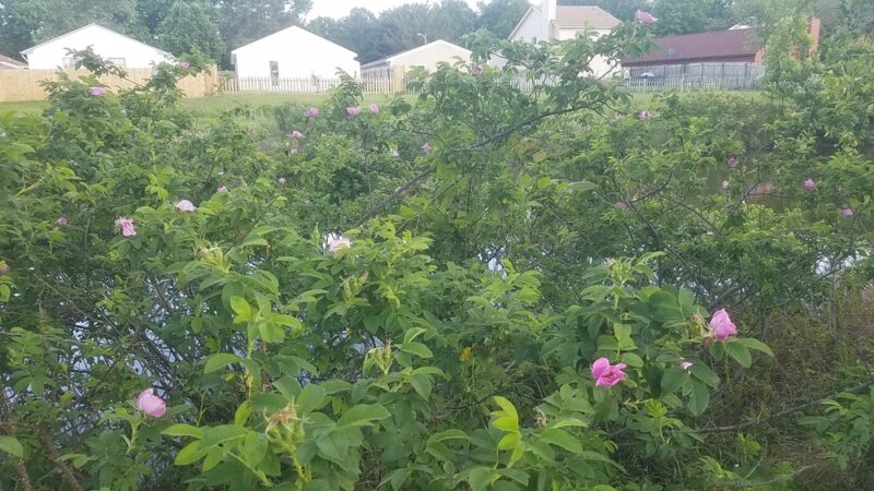 Green Run Neighborhood Park - Virginia Beach, VA