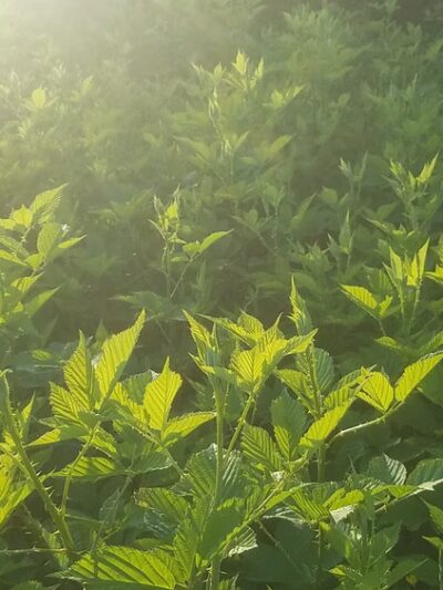 Green Run Neighborhood Park - Virginia Beach, VA