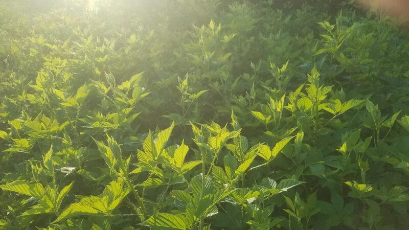 Green Run Neighborhood Park - Virginia Beach, VA