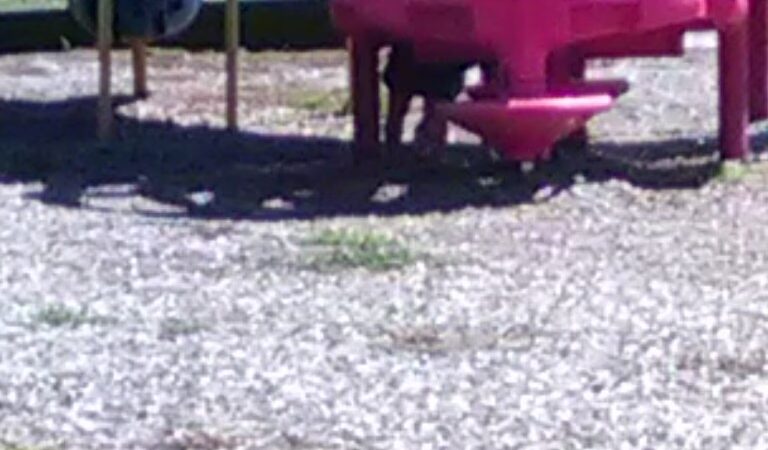 New Land Neighborhood Park - Virginia Beach, VA