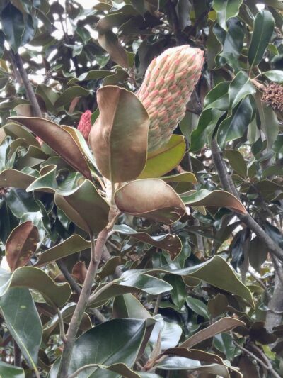 Town Square Neighborhood Park - Virginia Beach, VA