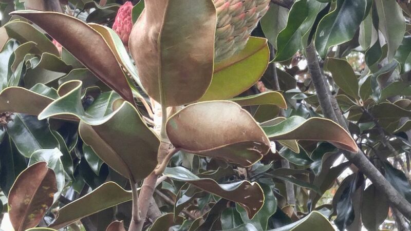 Town Square Neighborhood Park - Virginia Beach, VA