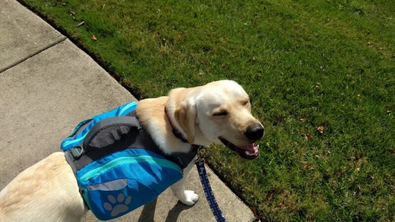 Town Square Neighborhood Park - Virginia Beach, VA