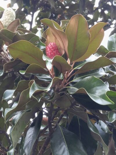 Town Square Neighborhood Park - Virginia Beach, VA